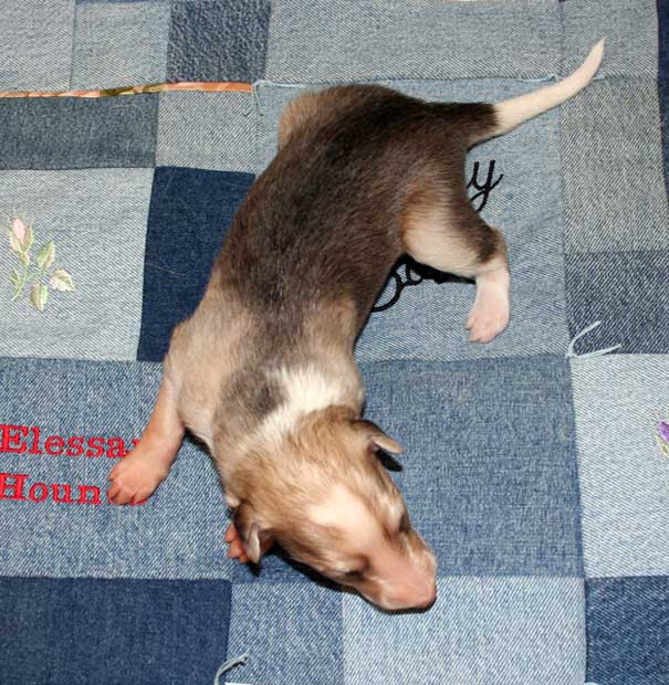 Puppy 4 - Irish Marked Boy Top